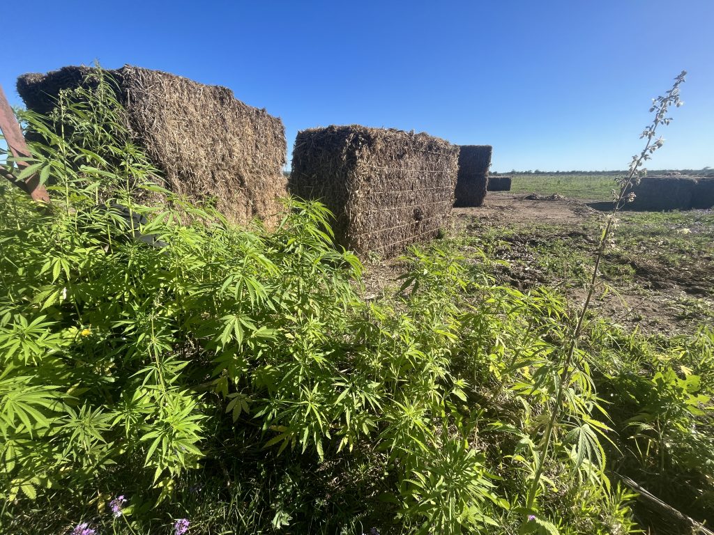 Ashford Hemp Industries