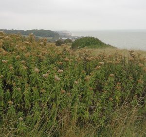 Hemp Agrimony on cliff top