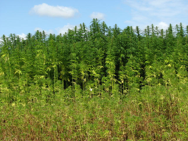 Hemp (Cannabis spec.) - detail