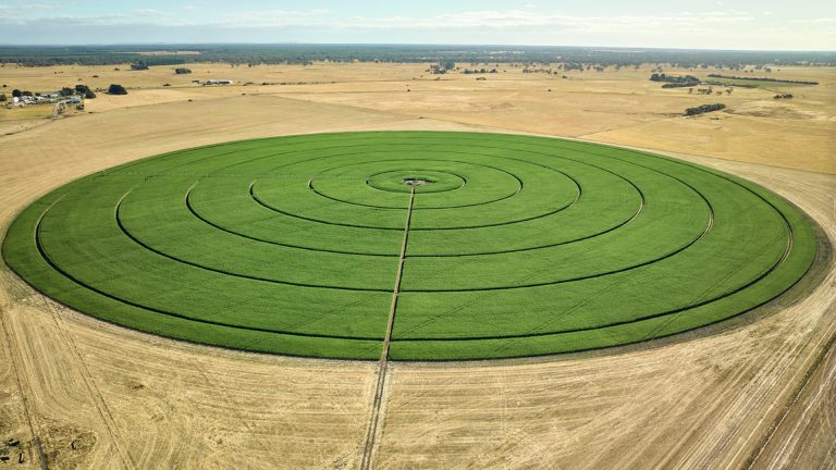 Vircura | Producer Supplier - hemp field