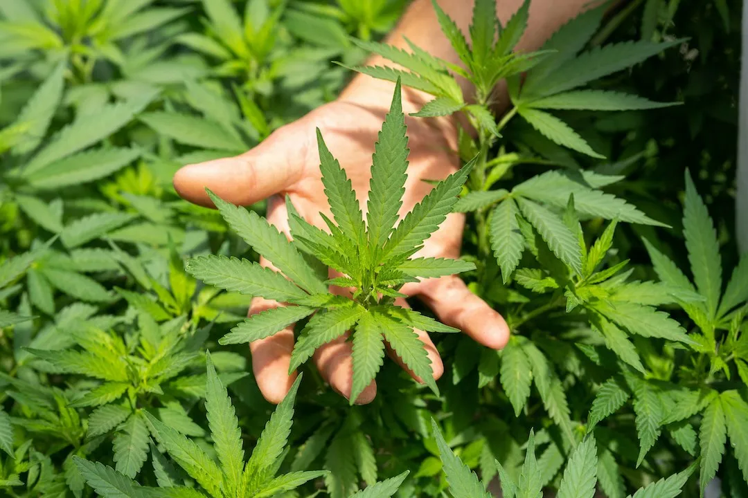 NSW Hemp Industry Taskforce | The Farmer