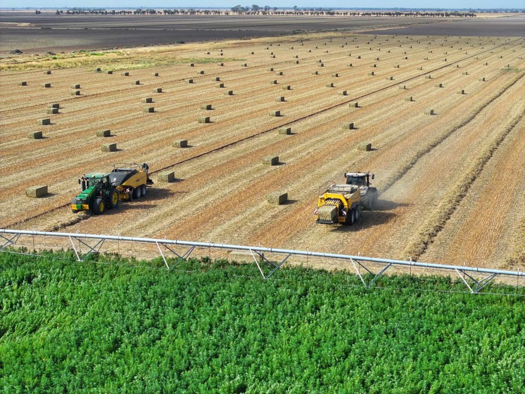 Murray Industrial Hemp