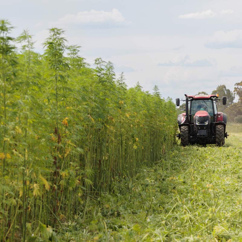 Murray Industrial Hemp