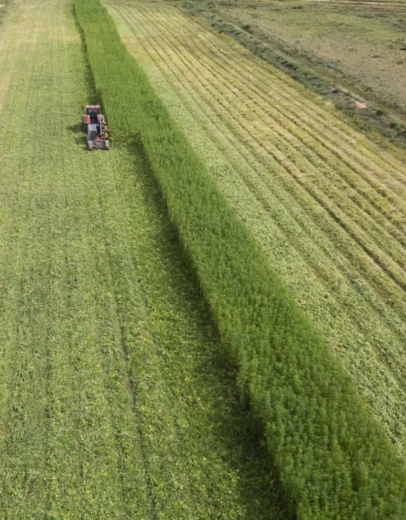 Murray Industrial Hemp