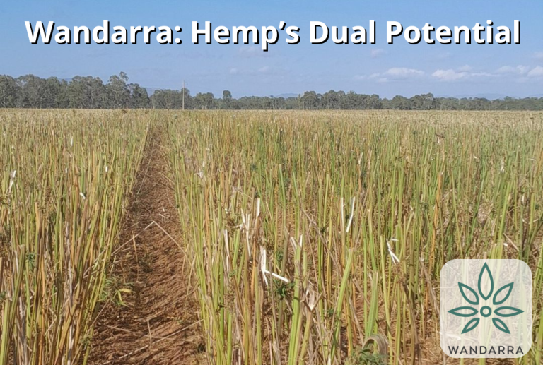 Wandarra: Hemp’s Dual Potential