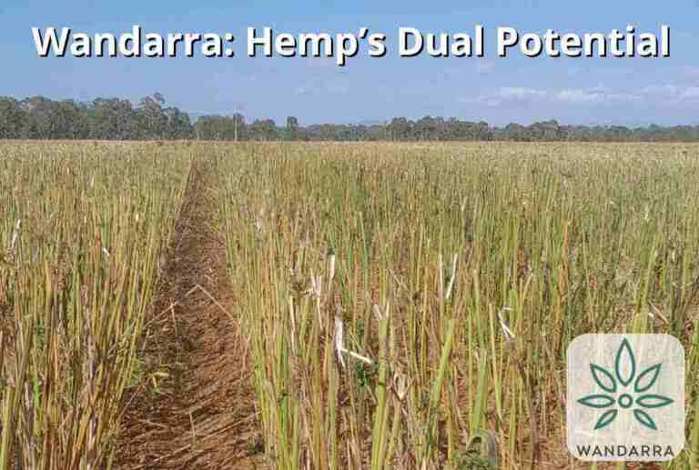 Hemp’s Dual Potential: How Wandarra is Scaling Seed and Fibre Production