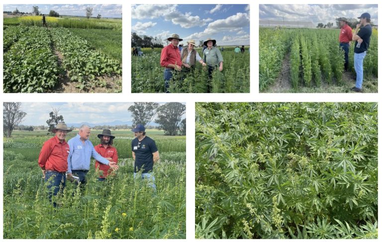 iHemp NSW | Hemp and Cotton