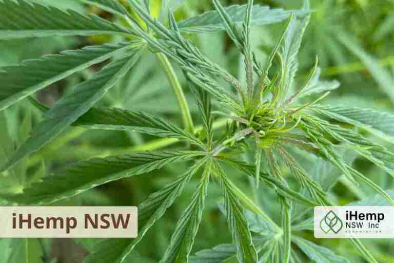 iHemp NSW