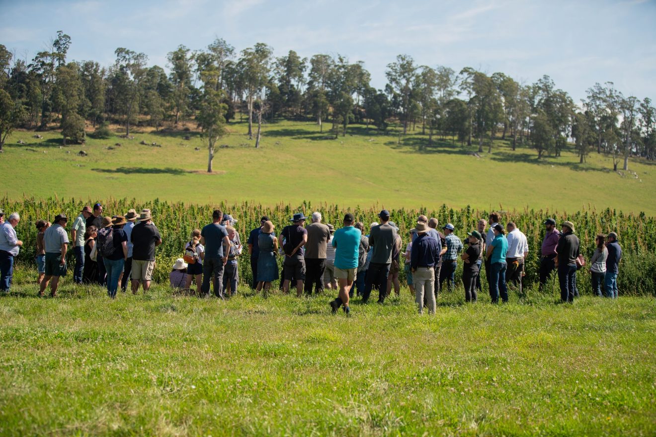 Tasmanian Hemp Association (THA)