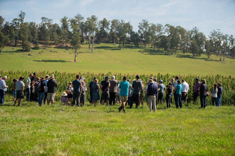 Tasmanian Hemp Association (THA)