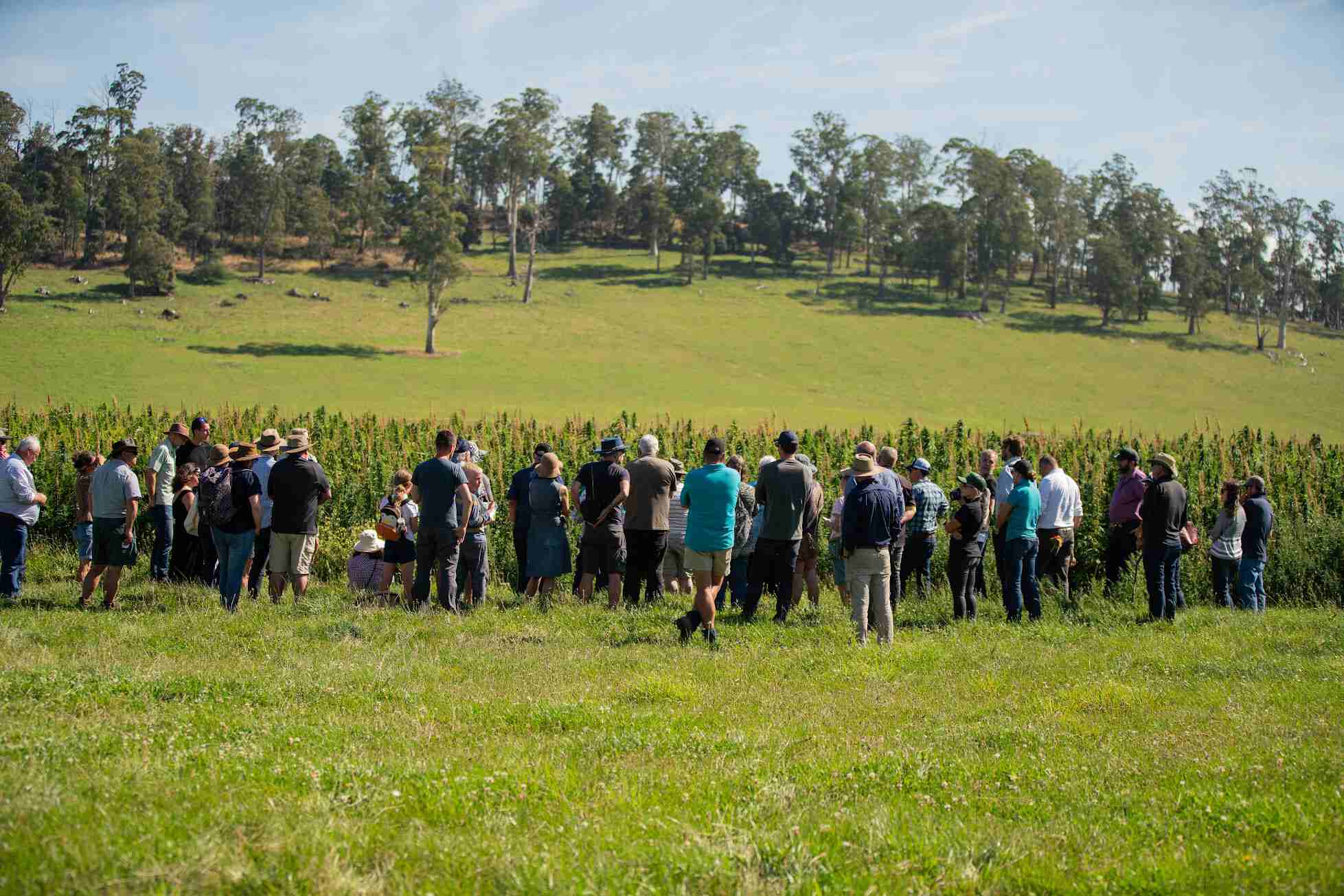 Tasmanian Hemp Association (THA)