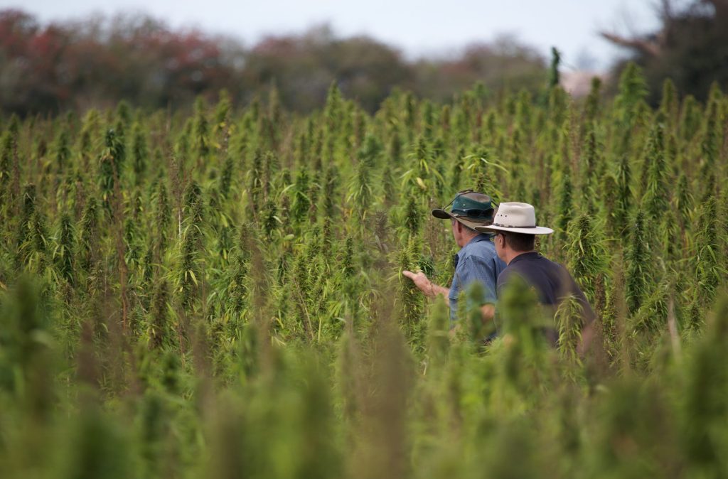 Tasmanian Hemp Association