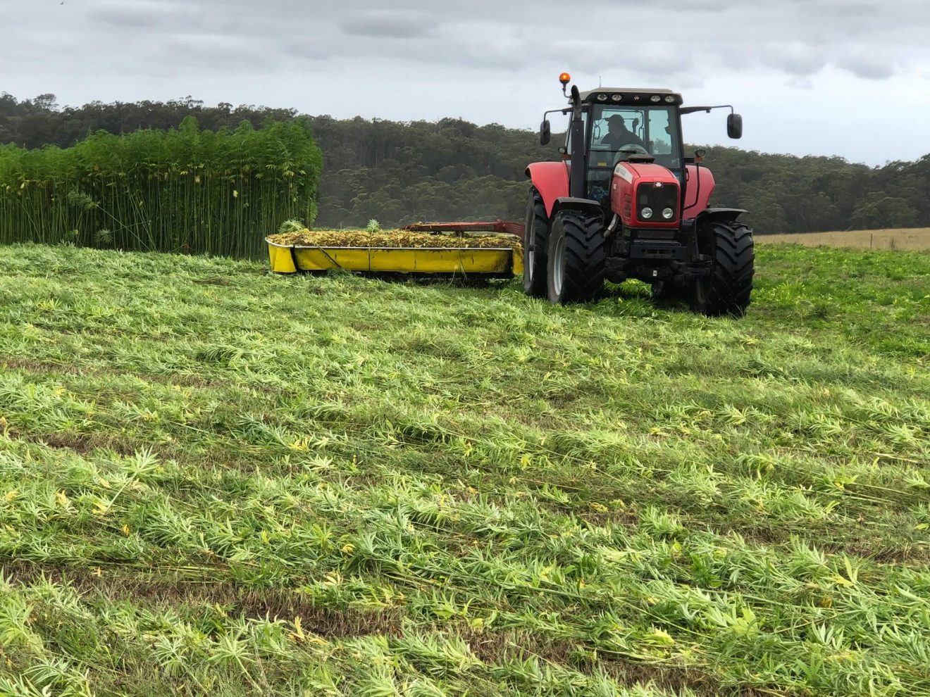 From Timber to Hemp - Orbost’s Next Chapter